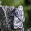 A realistic moth plush