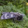 Brown Moth Plush Doll - Image 6