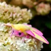 Handmade Rosy Maple Moth doll on a hydrangea flower.