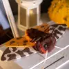 Handmade Garden Tiger Moth doll with brown faux fur body, red collar, and polymer clay wings (yellow with blue spots + brown/white camo pattern).