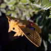 Handmade yellow Io Moth art doll resting on a plant outdoors