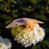 Handmade Io Moth art doll perched on a white flower outdoors